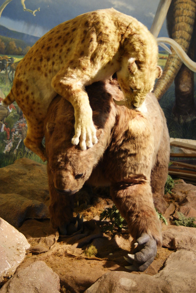 Hunting Techniques That Redefined Predation (Image Credits: Flickr)