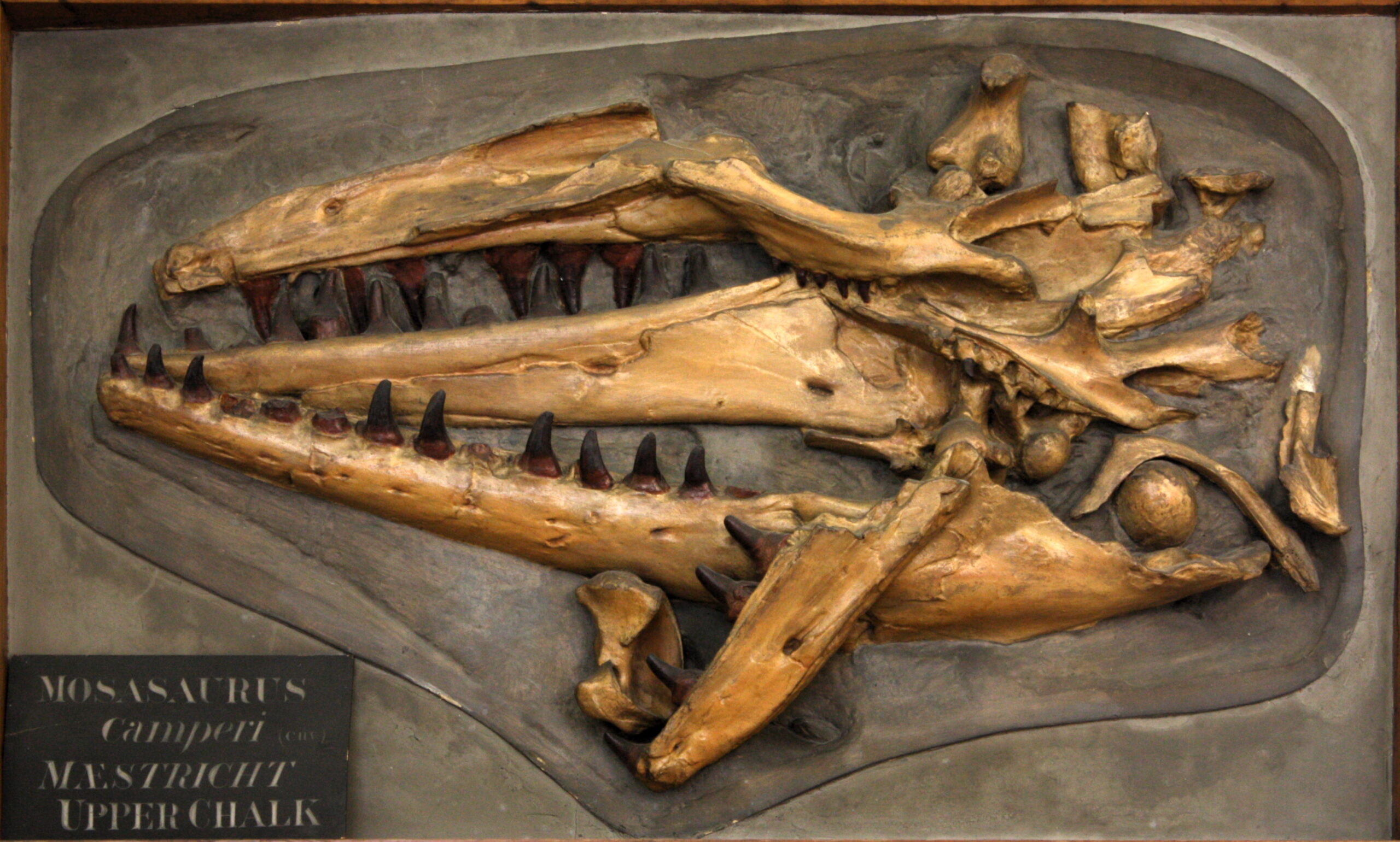 These Ocean Giants Reached Absolutely Massive Sizes (Image Credits: Wikimedia)