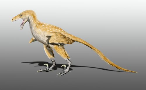 Bambiraptor - Disney Meets Prehistoric Predator (Image Credits: Wikimedia)