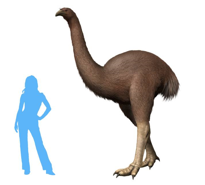 Moa - The Giants of New Zealand (Image Credits: Wikimedia)