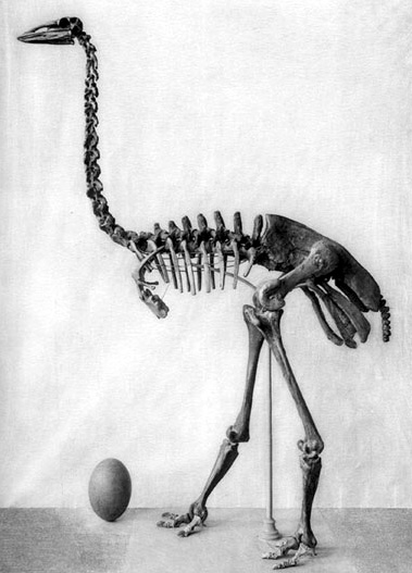 Elephant Birds - Madagascar's Gentle Giants (Image Credits: Wikimedia)