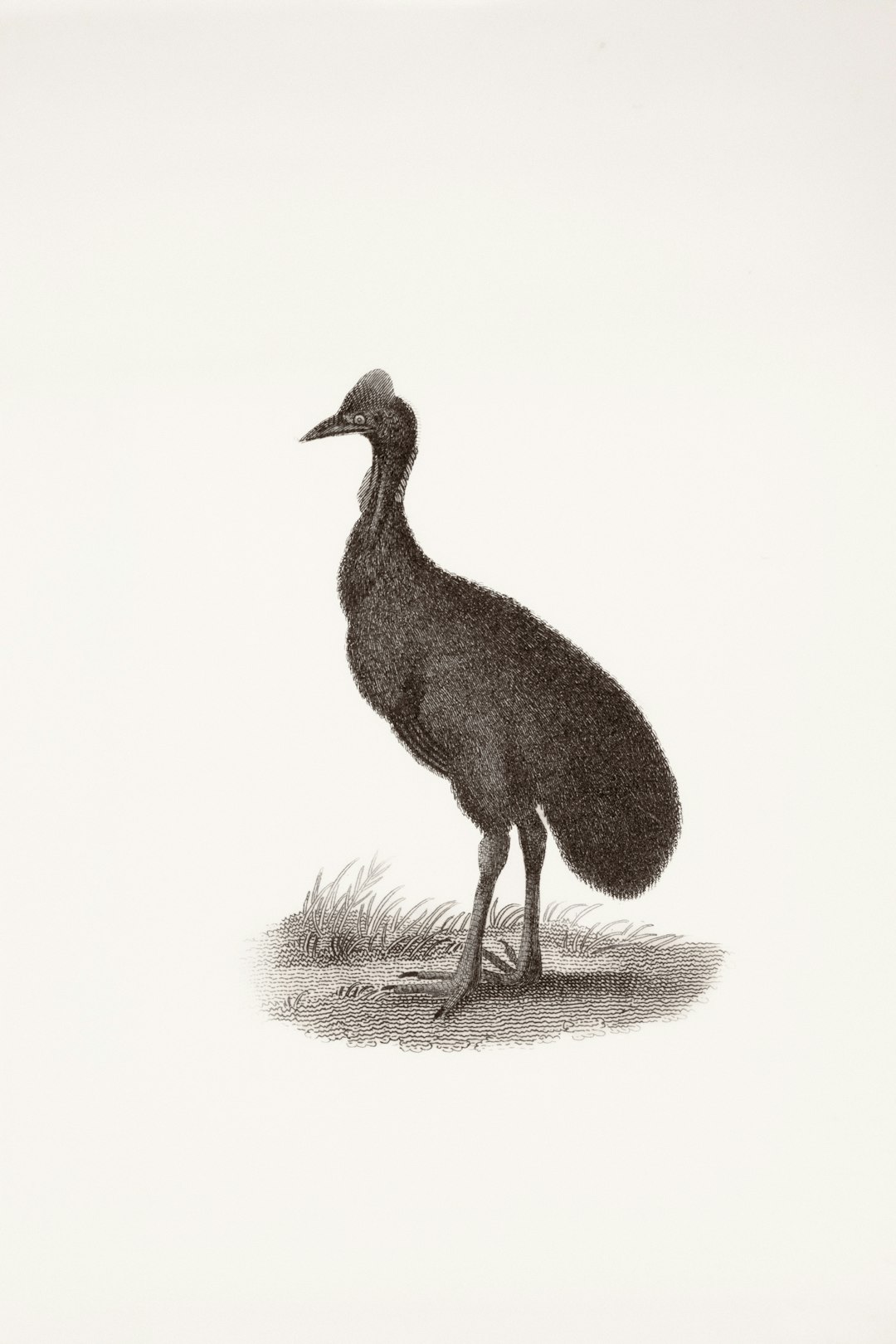 Stirton's Thunderbird - Australia's Prehistoric Heavyweight (Image Credits: Unsplash)