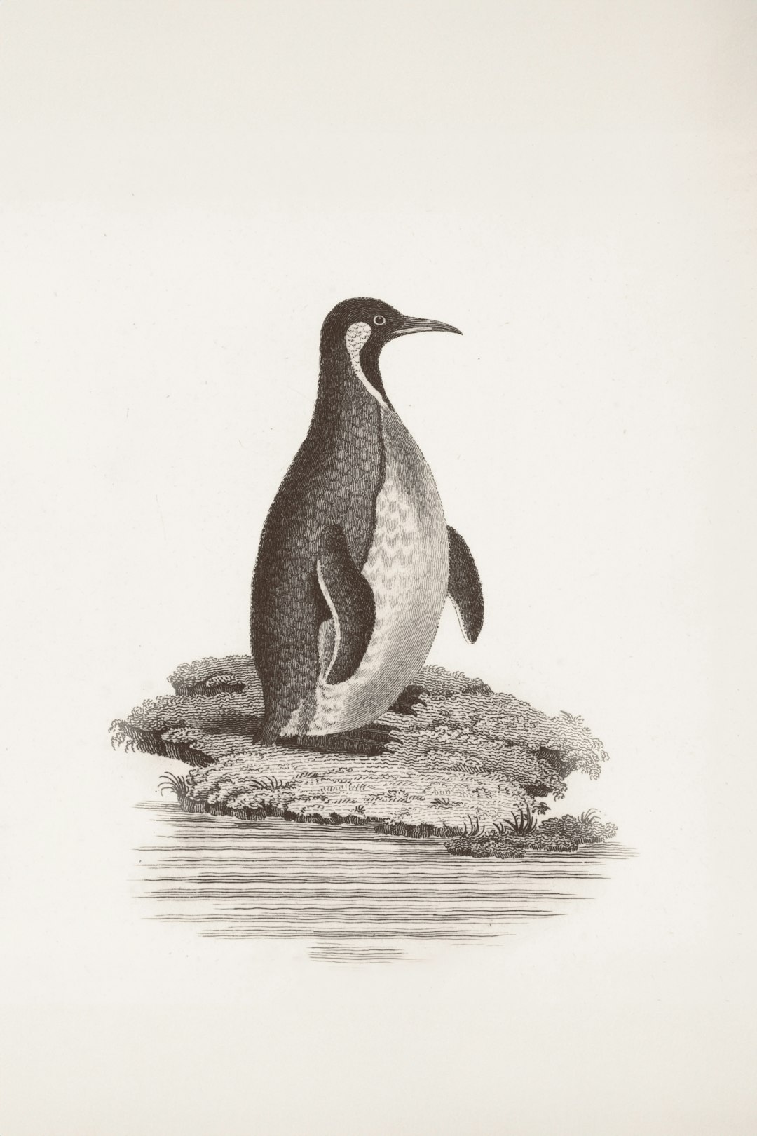 Giant Prehistoric Penguins - The Armored Swimmers (Image Credits: Unsplash)