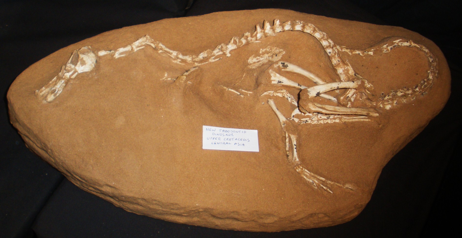 Halszkaraptor - The Raptor That Became a Duck (Image Credits: Wikimedia)