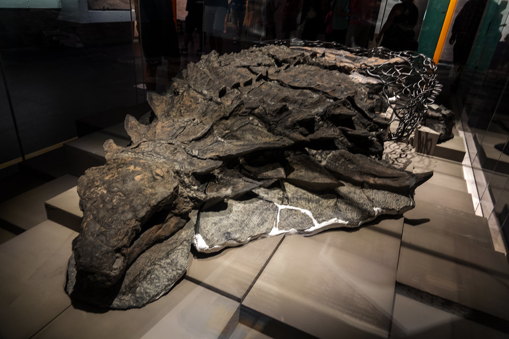 Borealopelta: The Armored Bulldozer (Image Credits: Flickr)