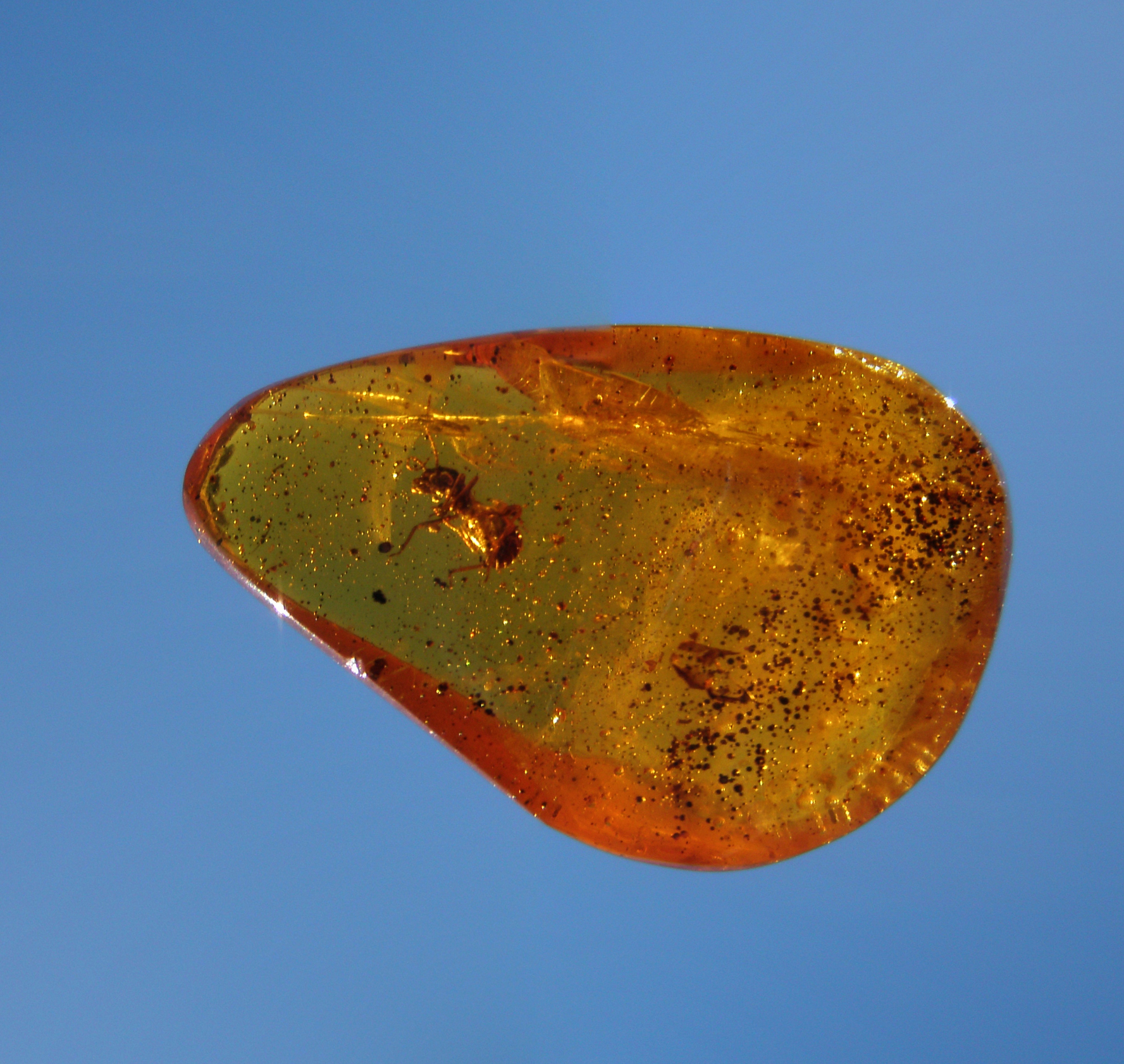 Soft Tissue Preservation Defies Expectations (Image Credits: Wikimedia)
