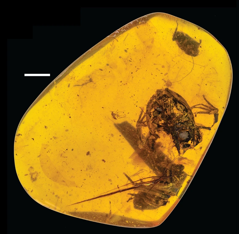 The Dinosaur Tail Preserved in Amber