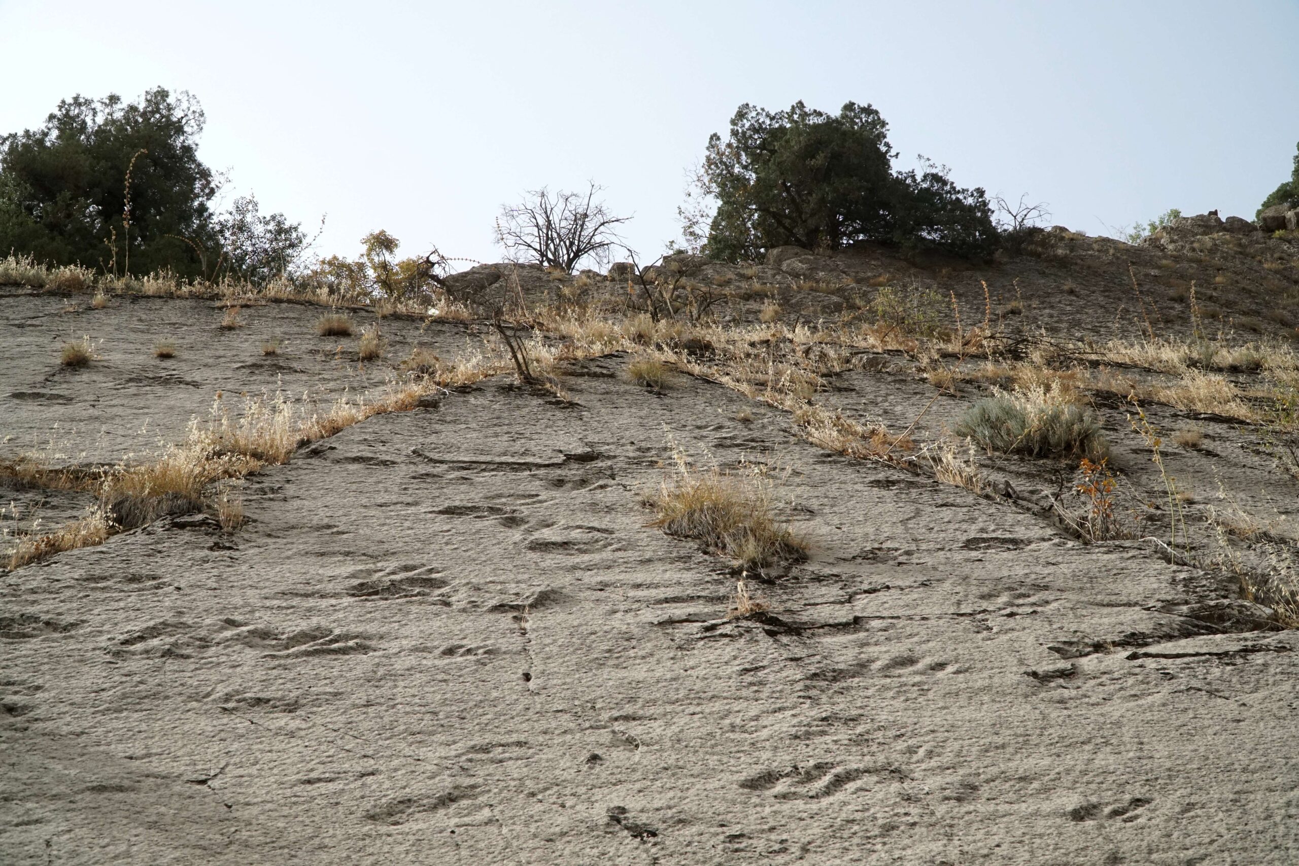 Australia's Most Concentrated Dinosaur Dance Floor (Image Credits: Wikimedia)