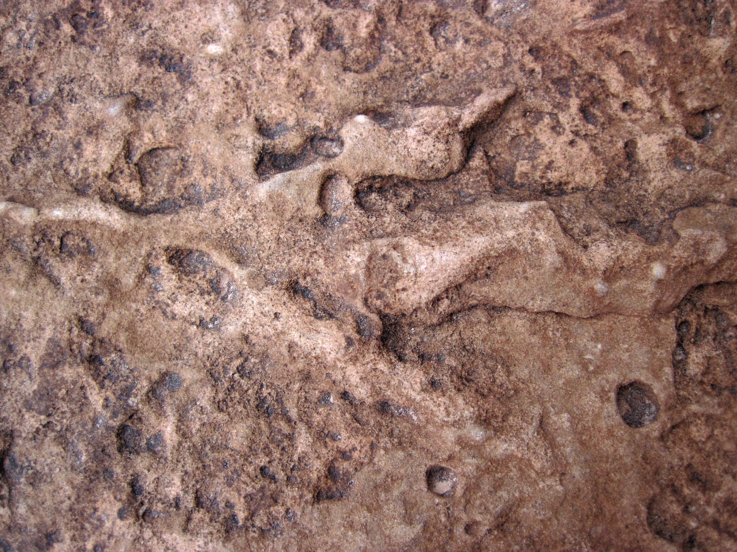 The Megalosaurus Footprint That Captures a Moment in Time (Image Credits: Wikimedia)