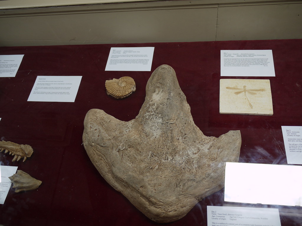 The Weirdest Dinosaur Footprints Ever Found