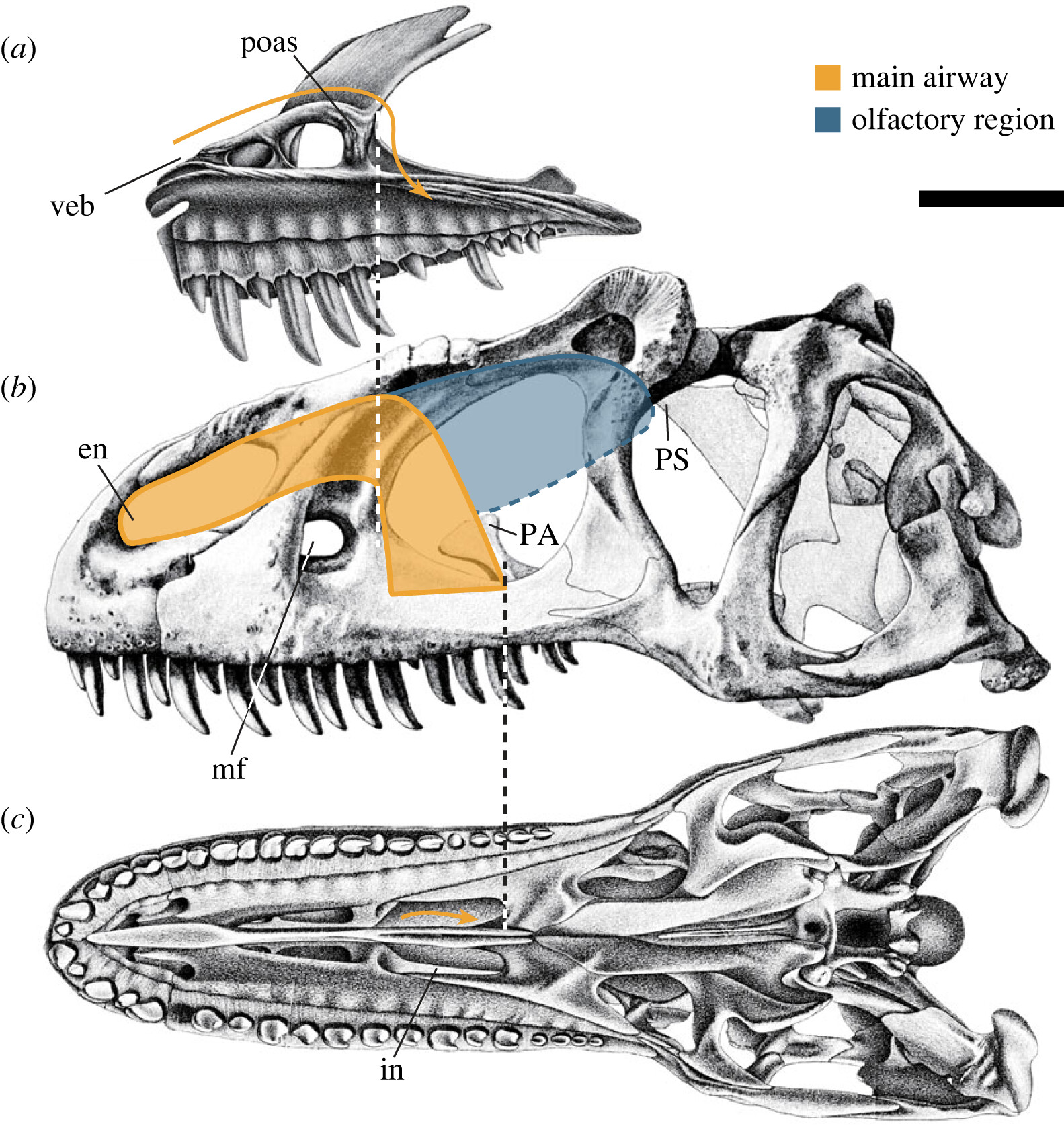 The Physics of Dinosaur Air Conditioning (Image Credits: Wikimedia)