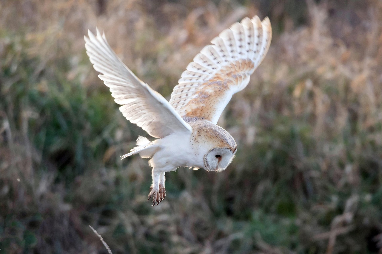 The Barn Owl Connection (Image Credits: Pixabay)