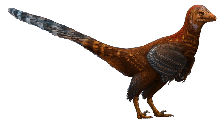 Troodontids and Their Night Vision Capabilities (Image Credits: Wikimedia)