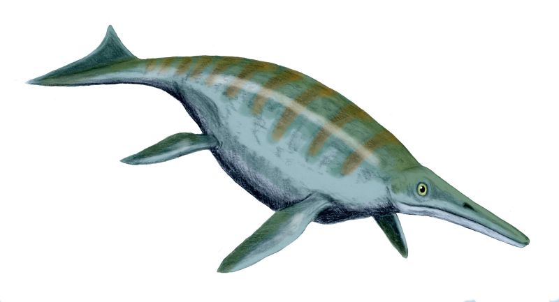 Shonisaurus - The Gentle Giant of Ancient Oceans (Image Credits: Wikimedia)