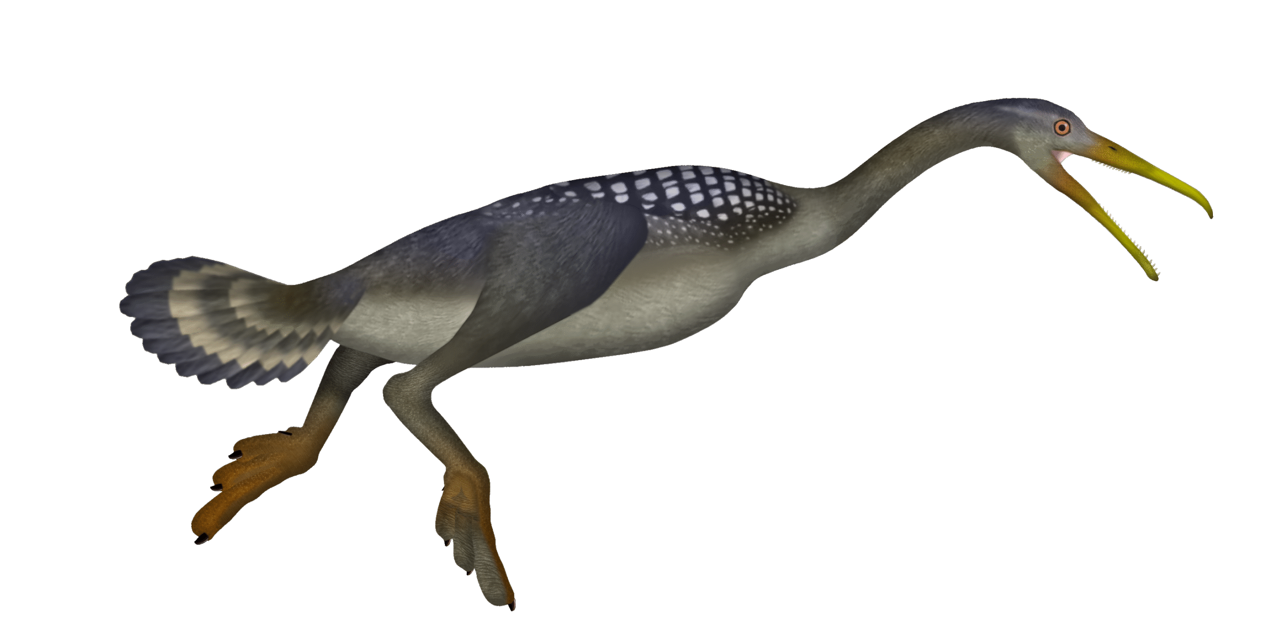 Hesperornis - The Toothed Diving Bird (Image Credits: Wikimedia)