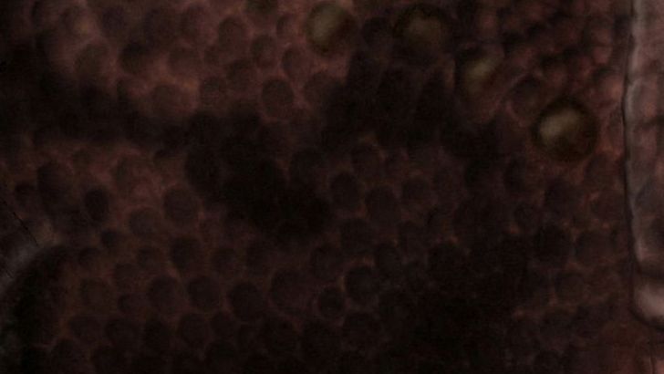 7 Dinosaurs That Lived in the Ocean