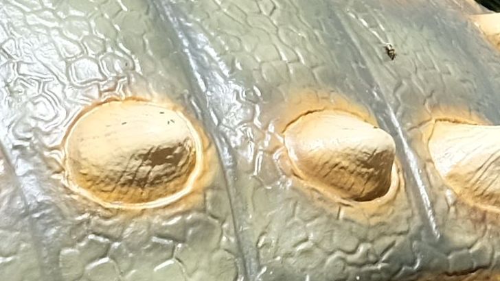 The Dinosaur With Built-In Armor Plates