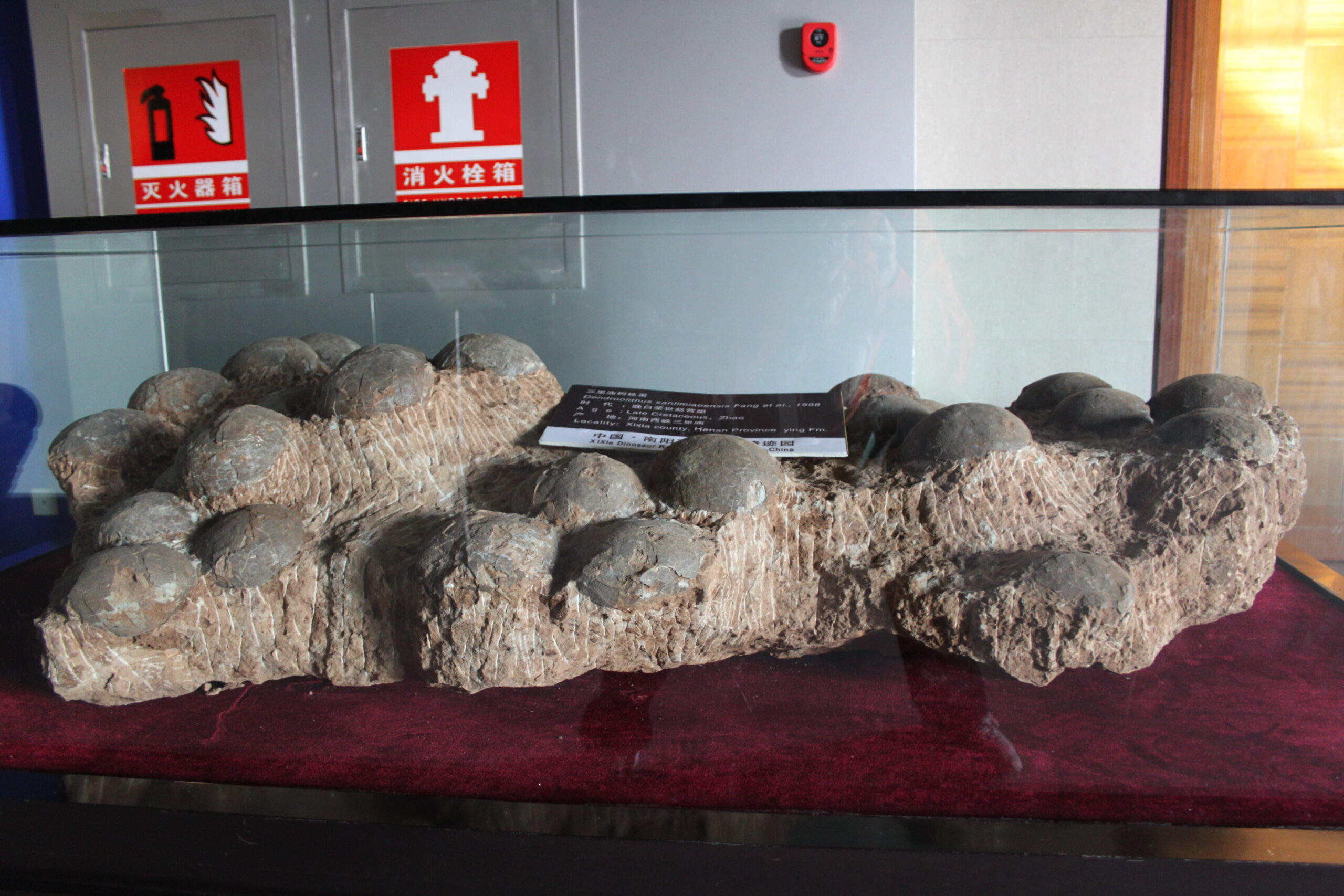 Their Parents Were Devoted Nest Builders (Image Credits: Wikimedia)