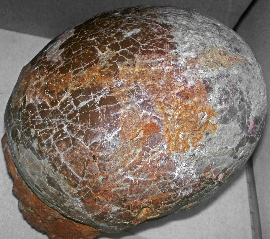 Incubation Took Much Longer Than Expected (Image Credits: Flickr)