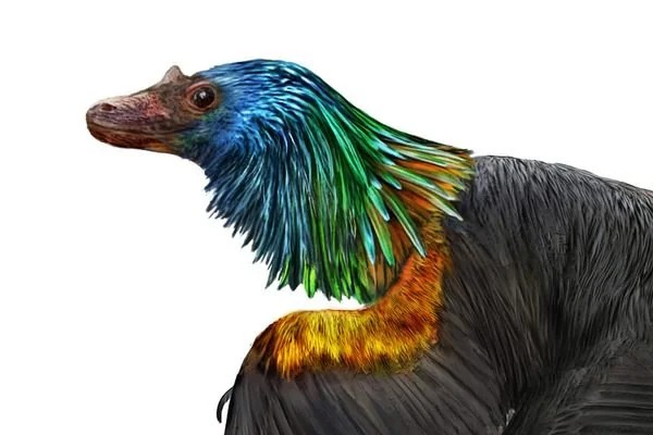 What Made Caihong Truly Special (Image Credits: Caihong juji. Reddit)