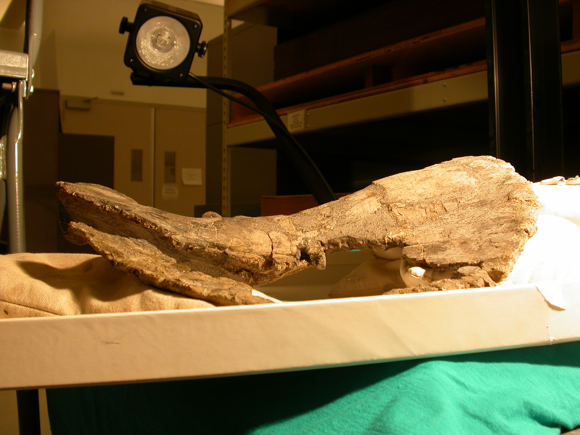 The Anatomy of Devastation (Image Credits: Wikimedia)