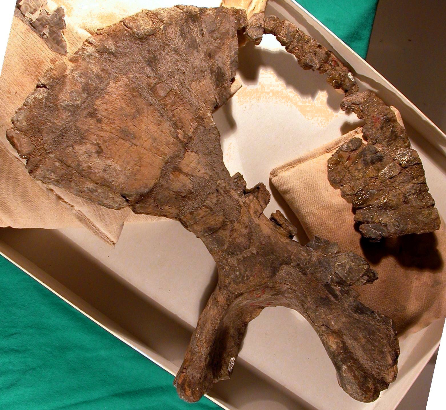 The Science Behind the Power (Image Credits: Wikimedia)