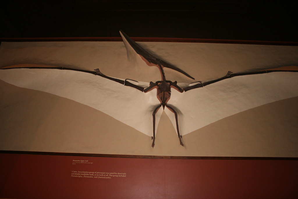 Understanding North America's Ancient Flying Giants