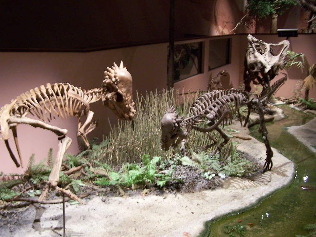 The Great Head-Butting Debate (Image Credits: Flickr)