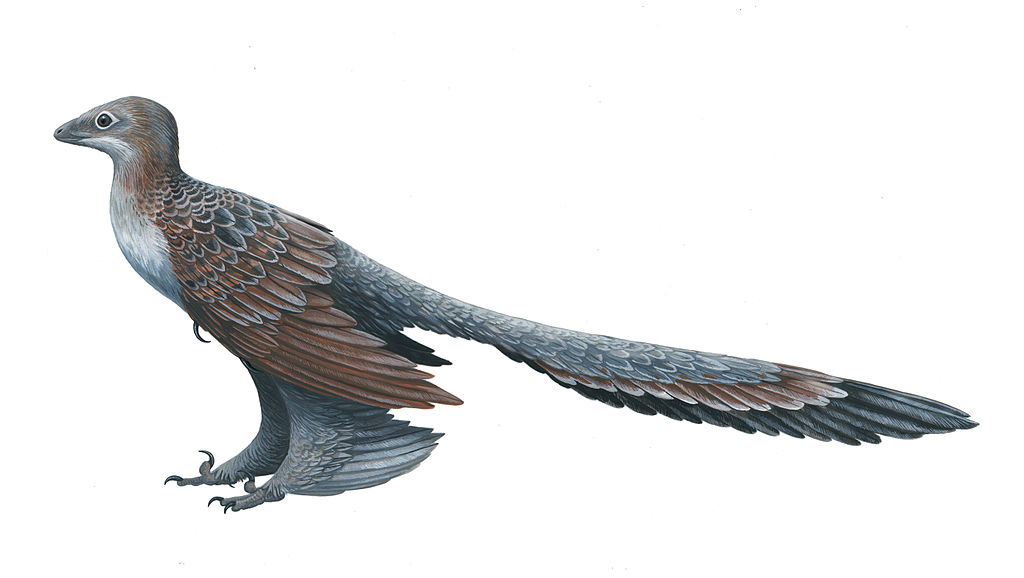 Microraptor: The Four-Winged Glider (Image Credits: Flickr)
