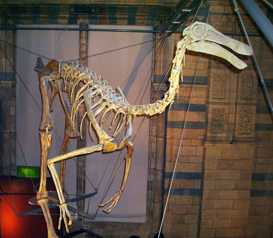 Gallimimus: The Sprint Jumper (Image Credits: Wikimedia)