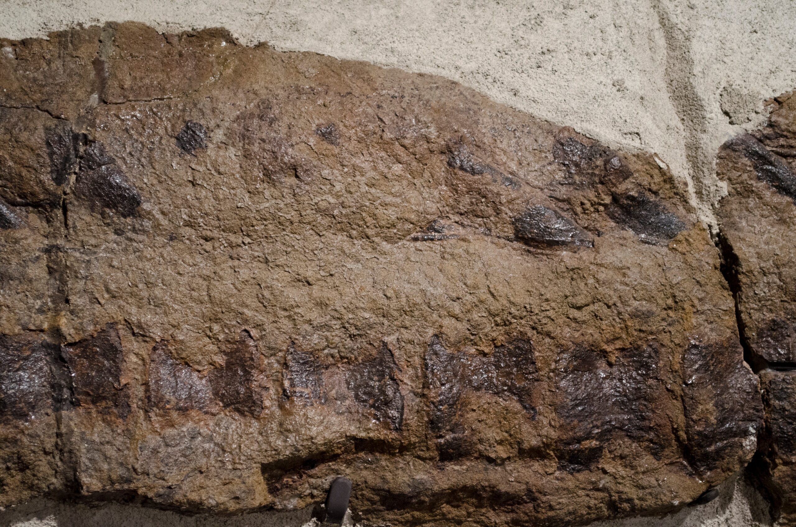 Dakota the Dinosaur Mummy (Image Credits: Wikimedia)