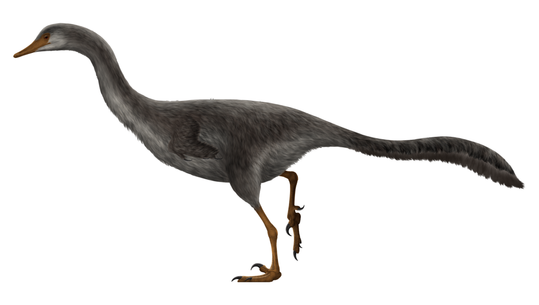 The Swan-Like Neck That Changed Everything (Image Credits: Halszkaraptor .Wikimedia Commons)