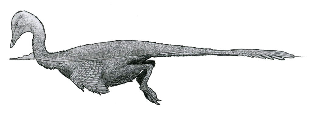 Flipper-Like Arms Built for Swimming (Image Credits: Halszkaraptor .Wikimedia Commons)