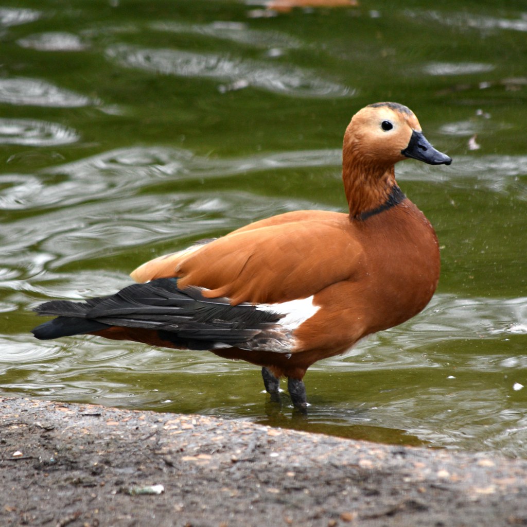 A Duck's Posture with a Difference (Image Credits: Flickr)