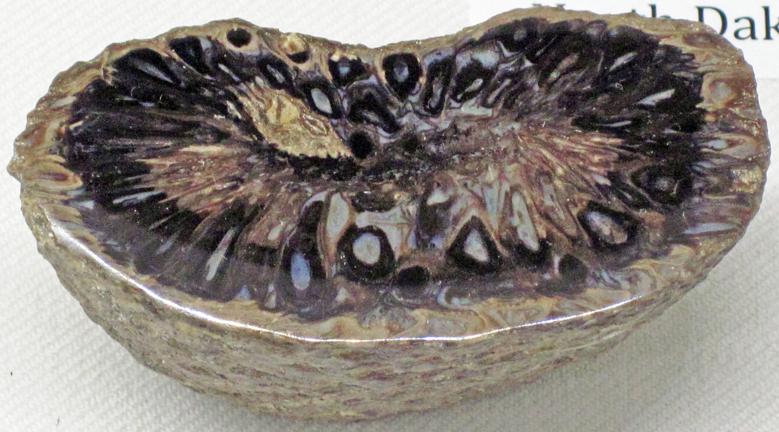 Fossil Evidence Confirms the Continental Journey (Image Credits: Wikimedia)