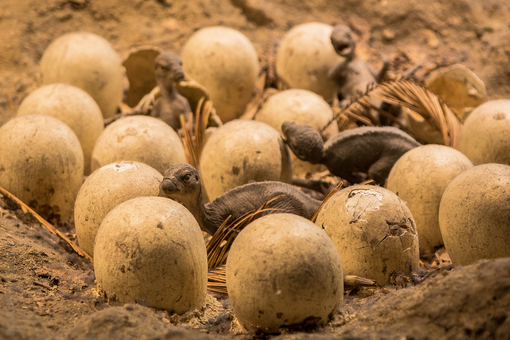 Parental Communication and High-Pitched Calls (Image Credits: Flickr)