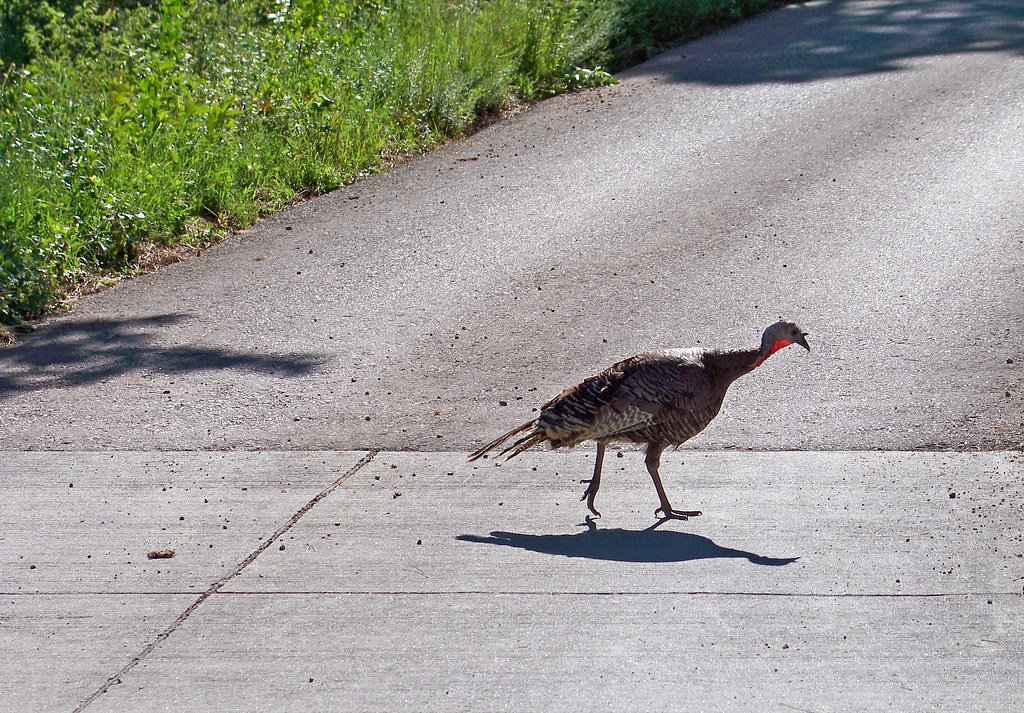 The Shrinking Giants (Image Credits: Flickr)