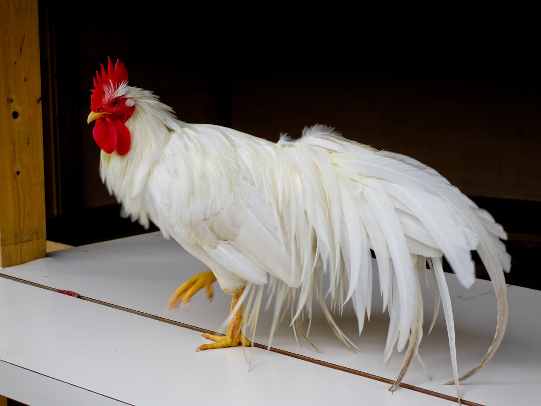 The Chicken Experiment: Modern Birds Reveal Dinosaur Secrets (Image Credits: Unsplash)