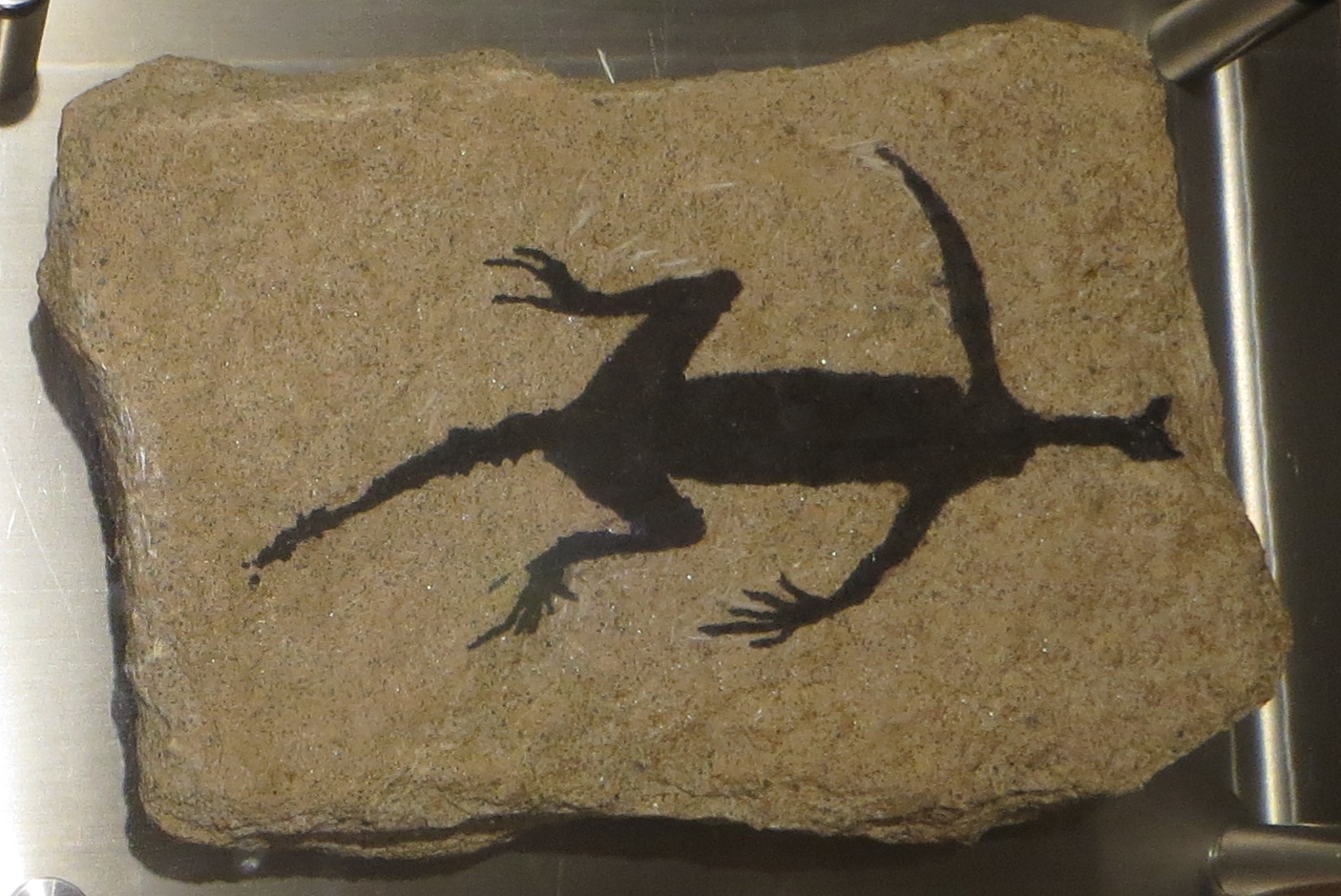 Tridentinosaurus Antiquus: The Painted Reptile (Image Credits: Wikimedia)