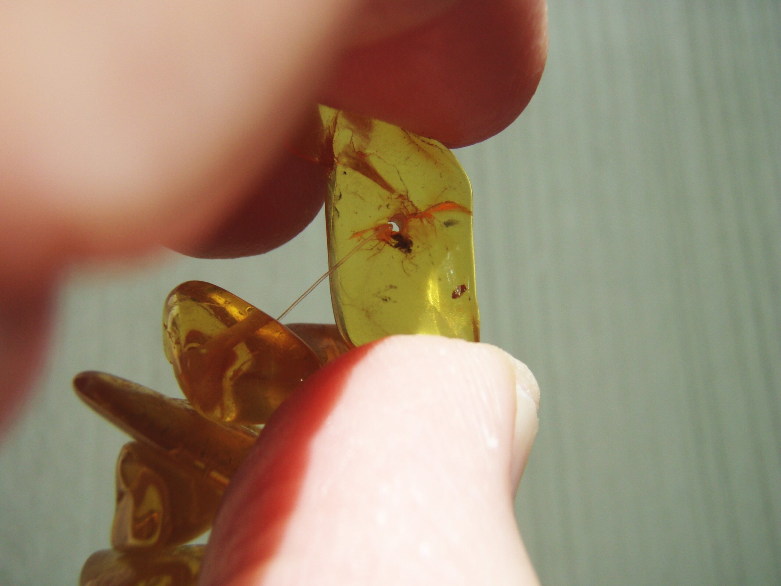 The Piltdown Fly: Baltic Amber Deception (Image Credits: Wikimedia)