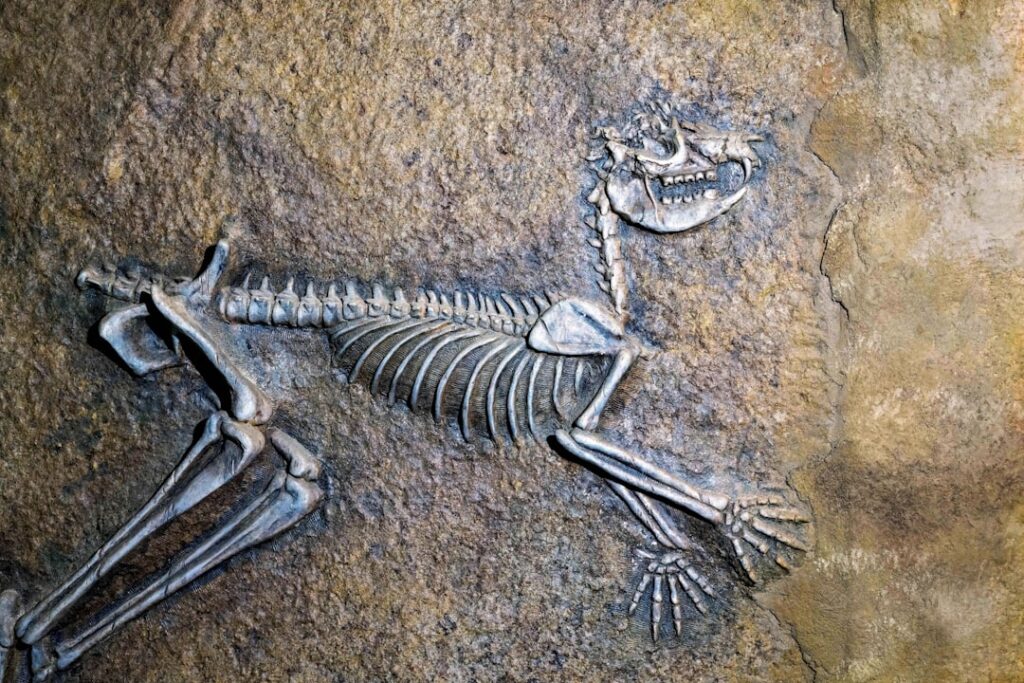 The Psychological Appeal of Fossil Hoaxes