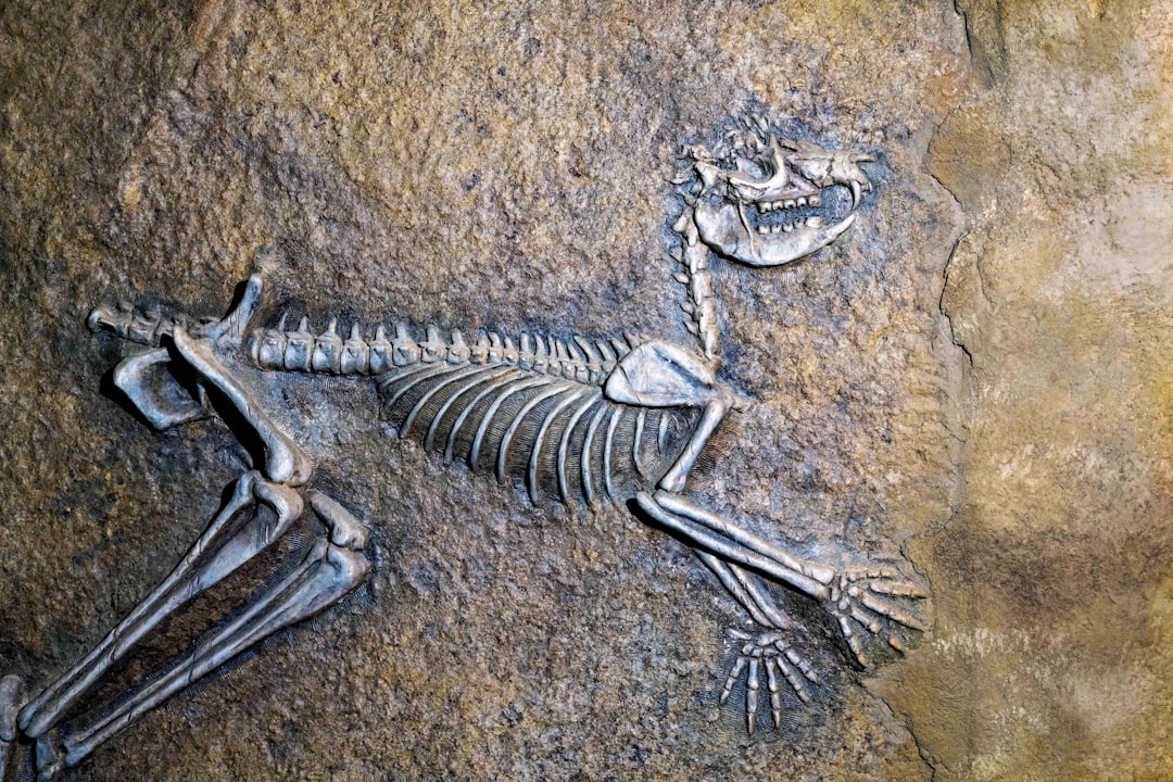 The Psychological Appeal of Fossil Hoaxes (Image Credits: Unsplash)