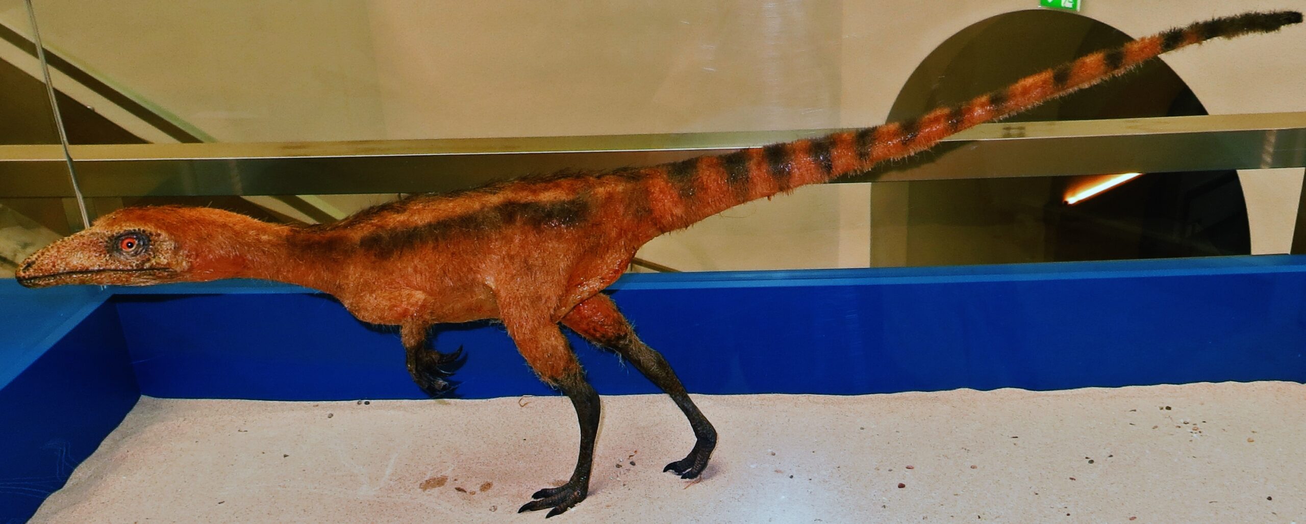 The First Dinosaur With Proven Colors (Image Credits: Wikimedia)