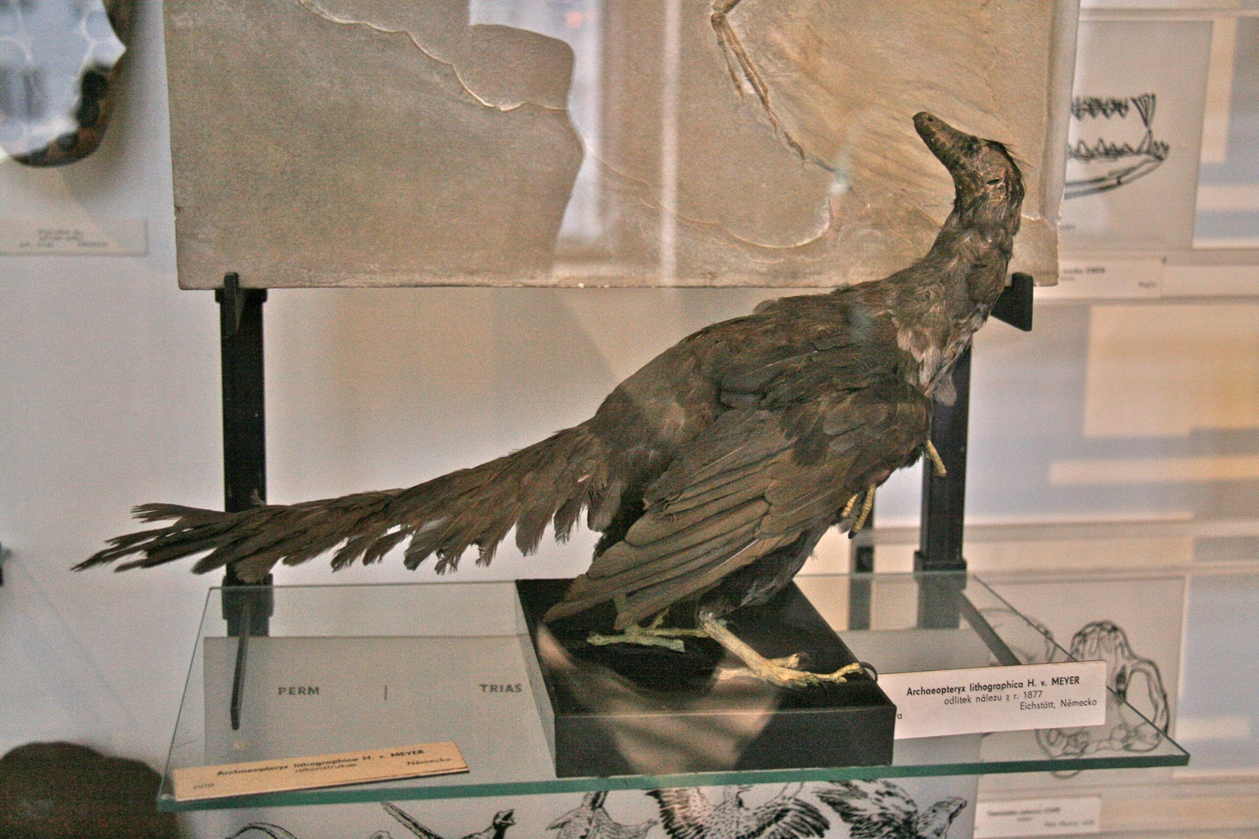 The Most Famous Feathered Dinosaur That Could Actually Fly (Image Credits: Wikimedia)