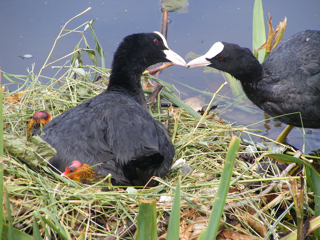 Broader Implications for Understanding Evolution (Image Credits: Flickr)