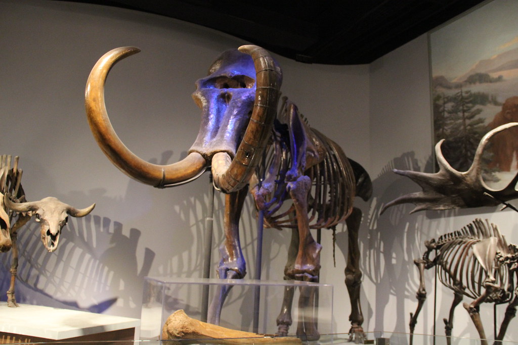 Mexican Road Workers Strike Mammoth Gold (Image Credits: Flickr)