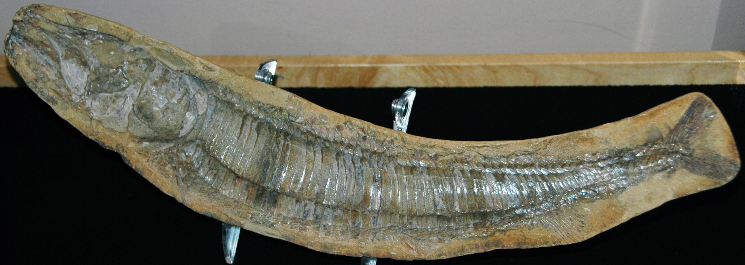 Burial Speed: When Minutes Matter More Than Millennia (Image Credits: Wikimedia)