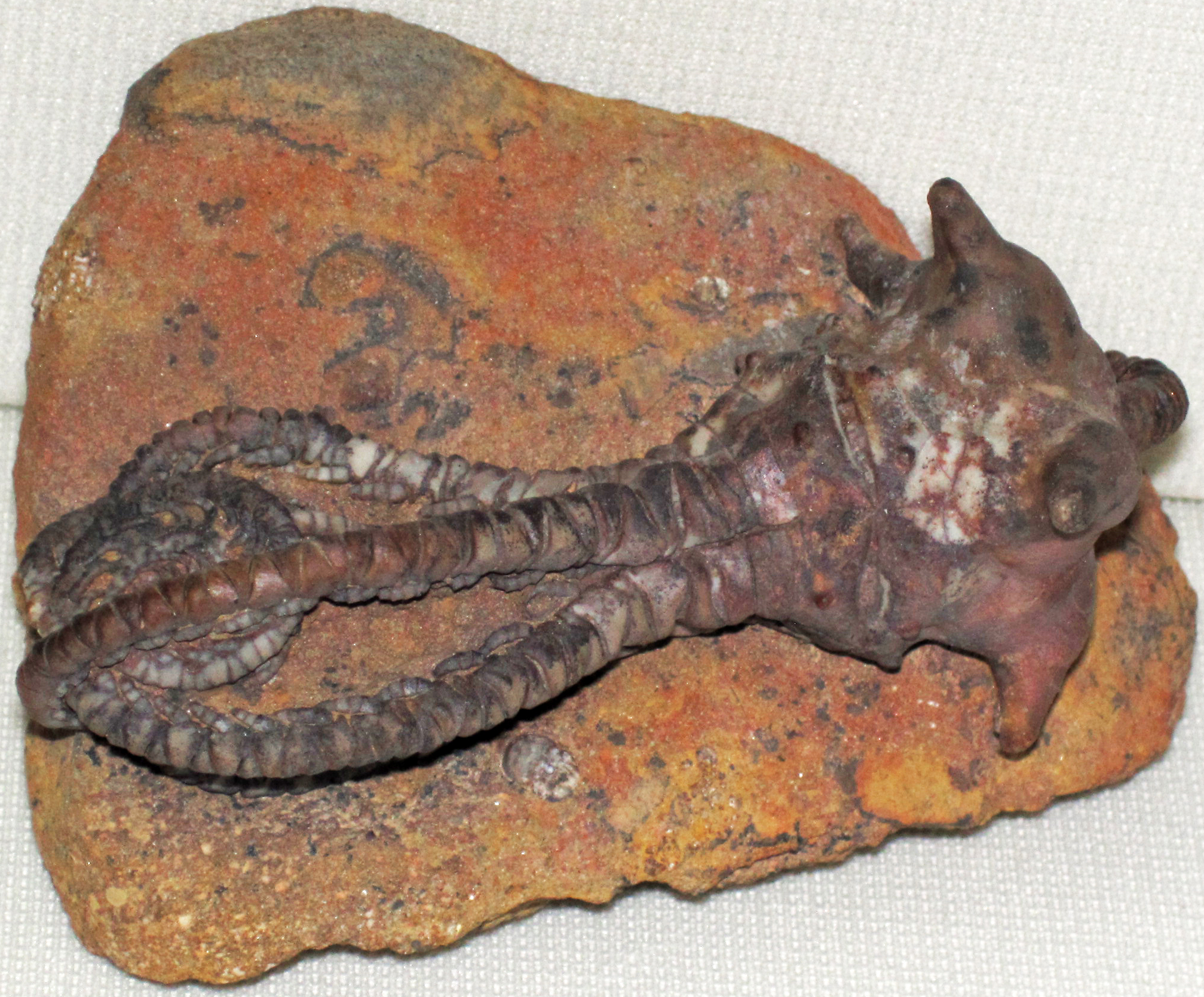 The Speed of Stone: Fossilization Happens Faster Than You Think (Image Credits: Wikimedia)