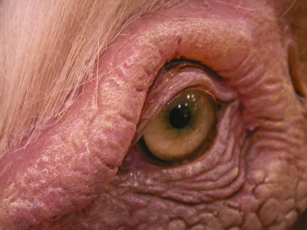 How Scientists Crack the Code of Fossil Eyes (Image Credits: Flickr)