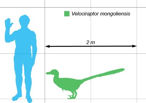 Velociraptors Were Turkey-Sized, Not Human-Sized (Image Credits: Wikimedia)